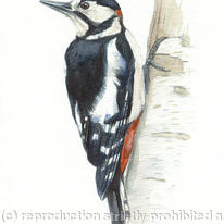 Great Spotted Woodpecker