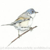 Common Whitethroat