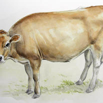 Jersey cow