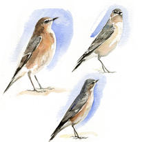 Greenland? Wheatear at Boddington