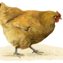 Buff Orpington