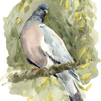 Woodpigeon
