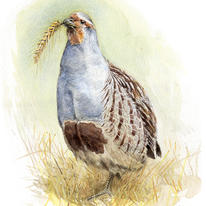 The Goodyere Partridge