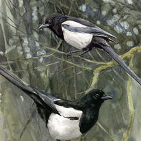 Magpies