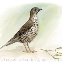 Mistle Thrush
