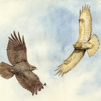 hidden Buzzards