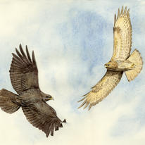 hidden Buzzards