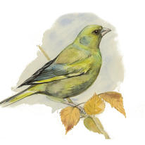 hidden Greenfinch 2