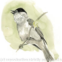 hidden Blackcap (male)