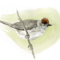 hidden Blackcap (female)