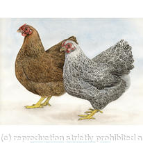 hidden Partridge and silver…