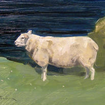 hidden Clifftop sheep