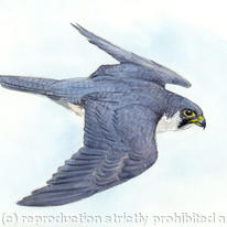 hidden Peregrine Falcon