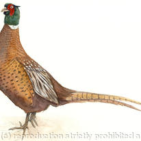 hidden Pheasant