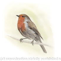 Robin 2