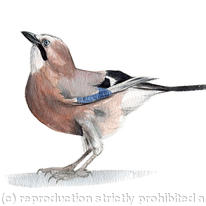 Jay