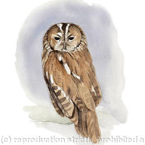 hidden Tawny Owl