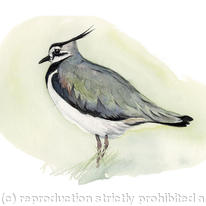 Lapwing