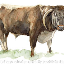 Longhorn Bull