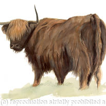 Highland Cow