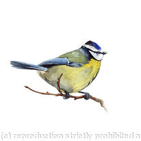 Bluetit 2