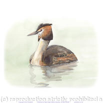Great Crested Grebe