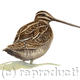 Snipe