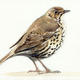 Song Thrush