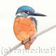 Kingfisher