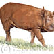 Tamworth Pig