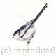 Long Tailed Tit | £25 | 17 x 22cm | Signed giclee print. Supplied mounted and cellophane wrapped. Long Tailed Tit