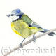 Blue Tit | £25 | 17 x 22cm | Signed giclee print. Supplied mounted and cellophane wrapped. Blue Tit