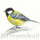 Great Tit