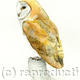 Barn Owl | £25 | 17 x 22cm | Signed giclee print. Supplied mounted and cellophane wrapped. Barn Owl