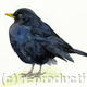 Blackbird 2
