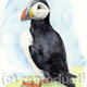 Puffin