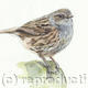 Dunnock | £25 | 17 x 22cm | Signed giclee print. Supplied mounted and cellophane wrapped. Dunnock