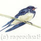 Swallow