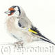 Goldfinch | £25 | 17 x 22cm | Signed giclee print. Supplied mounted and cellophane wrapped. Goldfinch