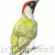 Green Woodpecker