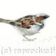 House Sparrow