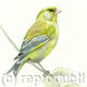 Greenfinch