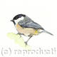 Coal tit | £25 | 17 x 22cm | Signed giclee print. Supplied mounted and cellophane wrapped. Original watercolour Coal tit