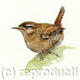 Wren
