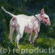 English Bull Terrier