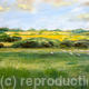 Otmoor in summer