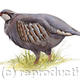 Red Legged Partridge