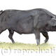 Large Black Pig