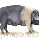 Saddleback Pig