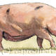 Gloucestershire Old Spot Pig